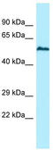 Ubiquitin Specific Peptidase 17 Like Family Member 5 antibody, TA338279, Origene, Western Blot image 