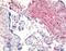 LDL Receptor Related Protein 6 antibody, orb86395, Biorbyt, Immunohistochemistry paraffin image 
