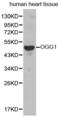 8-Oxoguanine DNA Glycosylase antibody, abx001213, Abbexa, Western Blot image 