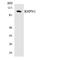 Rhophilin Rho GTPase Binding Protein 1 antibody, LS-C200603, Lifespan Biosciences, Western Blot image 