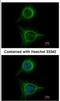 SBDS Ribosome Maturation Factor antibody, NBP1-32724, Novus Biologicals, Immunofluorescence image 