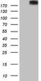 Patched 2 antibody, LS-C790378, Lifespan Biosciences, Western Blot image 