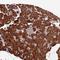 Trafficking Protein Particle Complex 6A antibody, NBP1-83167, Novus Biologicals, Immunohistochemistry frozen image 