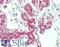 SMAD Family Member 3 antibody, LS-B12424, Lifespan Biosciences, Immunohistochemistry paraffin image 