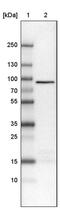 Cysteinyl-TRNA Synthetase antibody, MA5-24637, Invitrogen Antibodies, Western Blot image 