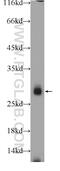 Interleukin 22 Receptor Subunit Alpha 2 antibody, 22861-1-AP, Proteintech Group, Western Blot image 