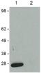 GFP antibody, 14-6674-82, Invitrogen Antibodies, Western Blot image 