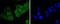 Tyrosine 3-Monooxygenase/Tryptophan 5-Monooxygenase Activation Protein Epsilon antibody, A01687-3, Boster Biological Technology, Immunocytochemistry image 