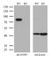 Forkhead Box P1 antibody, M00723-2, Boster Biological Technology, Western Blot image 