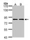 PAF1 Homolog, Paf1/RNA Polymerase II Complex Component antibody, PA5-28560, Invitrogen Antibodies, Western Blot image 