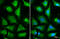 Fumarate Hydratase antibody, GTX109877, GeneTex, Immunofluorescence image 