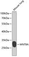 Wnt Family Member 9A antibody, 23-293, ProSci, Western Blot image 