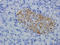 DEP Domain Containing 1 antibody, orb322978, Biorbyt, Immunohistochemistry paraffin image 
