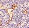 Laminin Subunit Gamma 1 antibody, PB9142, Boster Biological Technology, Immunohistochemistry paraffin image 