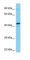 LOC202759 antibody, orb324411, Biorbyt, Western Blot image 