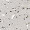 Lysine Demethylase 7A antibody, NBP1-81382, Novus Biologicals, Immunohistochemistry frozen image 