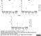Interleukin 12B antibody, MCA2173Z, Bio-Rad (formerly AbD Serotec) , Enzyme Linked Immunosorbent Assay image 