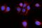Phosphodiesterase 4D Interacting Protein antibody, A07608-1, Boster Biological Technology, Immunofluorescence image 