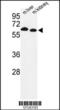 Proline Dehydrogenase 1 antibody, 63-551, ProSci, Western Blot image 