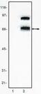 Transcription Factor 4 antibody, MA1-12483, Invitrogen Antibodies, Western Blot image 