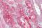 Proline Rich 5 antibody, MBS244906, MyBioSource, Immunohistochemistry paraffin image 