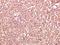 Catenin Delta 1 antibody, A02333-2, Boster Biological Technology, Immunohistochemistry frozen image 