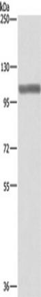 Exportin 1 antibody, TA349641, Origene, Western Blot image 