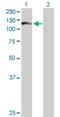 WD Repeat Domain 66 antibody, H00144406-B01P, Novus Biologicals, Western Blot image 