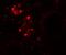 WD Repeat Domain 92 antibody, NBP1-76282, Novus Biologicals, Immunocytochemistry image 