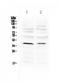 Atonal BHLH Transcription Factor 1 antibody, A02207-1, Boster Biological Technology, Western Blot image 