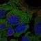 CD8b Molecule antibody, NBP2-58425, Novus Biologicals, Immunocytochemistry image 