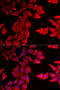Thyroid Hormone Responsive antibody, 22-800, ProSci, Immunofluorescence image 