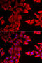 Thyroid hormone-inducible hepatic protein antibody, 22-800, ProSci, Immunofluorescence image 