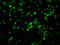 RB Transcriptional Corepressor 1 antibody, CSB-RA019386A780phHU, Cusabio, Immunofluorescence image 