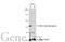 Dystroglycan 1 antibody, GTX635179, GeneTex, Western Blot image 