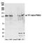 Tripartite Motif Containing 24 antibody, NB100-2596, Novus Biologicals, Western Blot image 