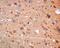 Doublecortin Like Kinase 1 antibody, ab109029, Abcam, Immunohistochemistry paraffin image 