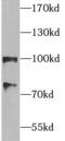 Heat Shock Protein 90 Alpha Family Class A Member 1 antibody, FNab04052, FineTest, Western Blot image 