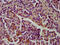 Cystatin-B antibody, CSB-PA00224A0Rb, Cusabio, Immunohistochemistry paraffin image 