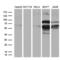POZ/BTB And AT Hook Containing Zinc Finger 1 antibody, LS-C798668, Lifespan Biosciences, Western Blot image 
