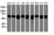 Non-POU Domain Containing Octamer Binding antibody, LS-B12240, Lifespan Biosciences, Western Blot image 