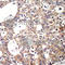 SHC Adaptor Protein 1 antibody, AP0266, ABclonal Technology, Immunohistochemistry paraffin image 