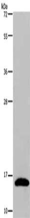 Regenerating Family Member 3 Gamma antibody, CSB-PA074697, Cusabio, Western Blot image 