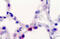 Prosurfactant Protein C antibody, MBS248306, MyBioSource, Immunohistochemistry frozen image 