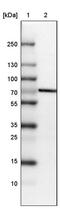 Striatin Interacting Protein 1 antibody, PA5-63837, Invitrogen Antibodies, Western Blot image 