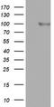 F-Box Protein 11 antibody, LS-C336526, Lifespan Biosciences, Western Blot image 