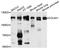 Collagen Type VI Alpha 1 Chain antibody, A9236, ABclonal Technology, Western Blot image 