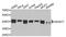 WD Repeat Domain 77 antibody, STJ111962, St John