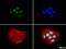 BRCA1 DNA Repair Associated antibody, NB100-598, Novus Biologicals, Immunocytochemistry image 