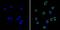 CD44 antibody, GTX15834, GeneTex, Immunofluorescence image 